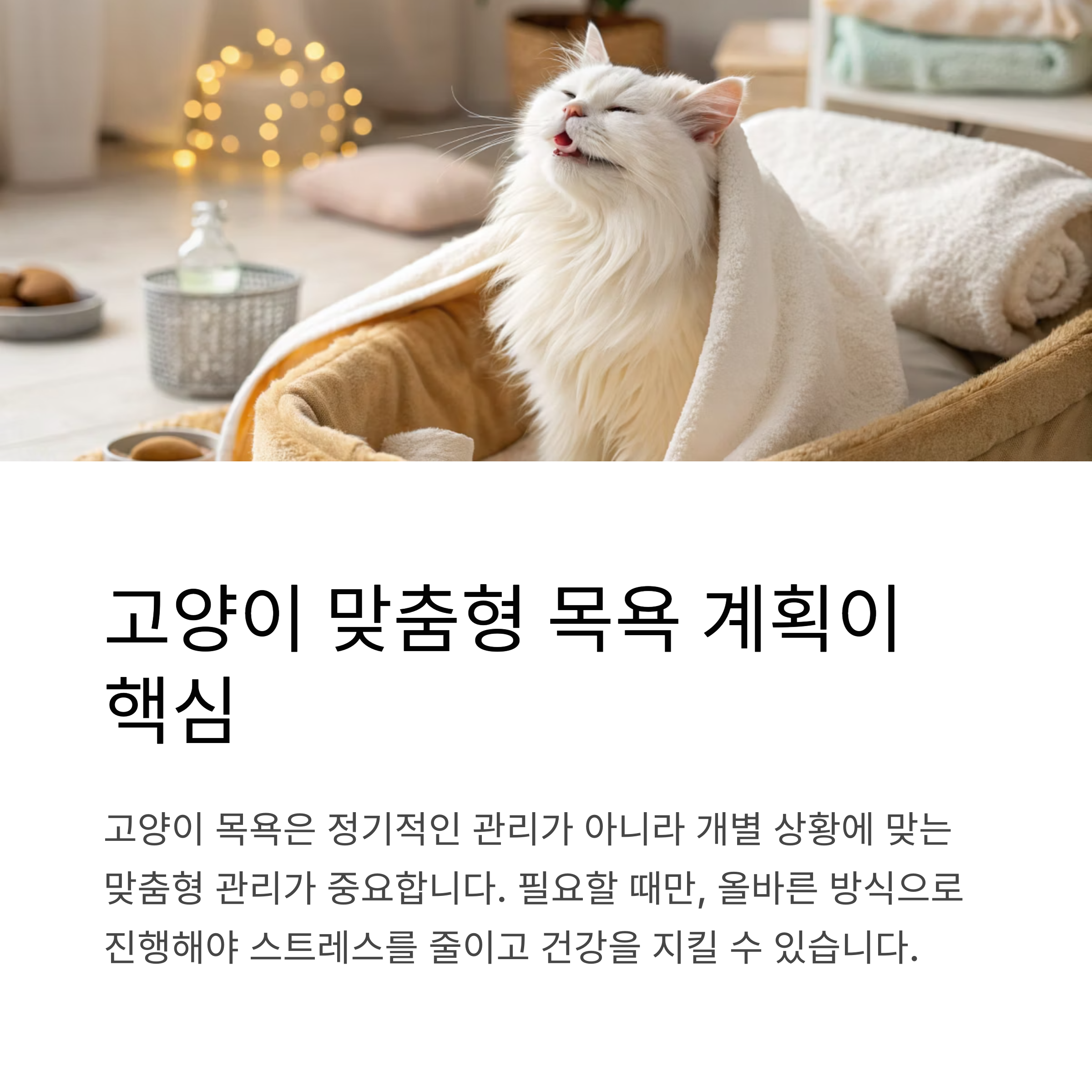 고양이 맞춤형 목욕 계획이 핵심