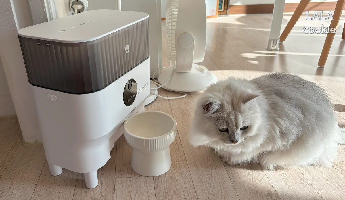 고양이-자동급식기-밥-기다리는-고양이