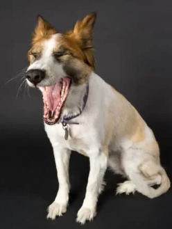 강아지 재채기 알레르기 vs 감기 구별 팁