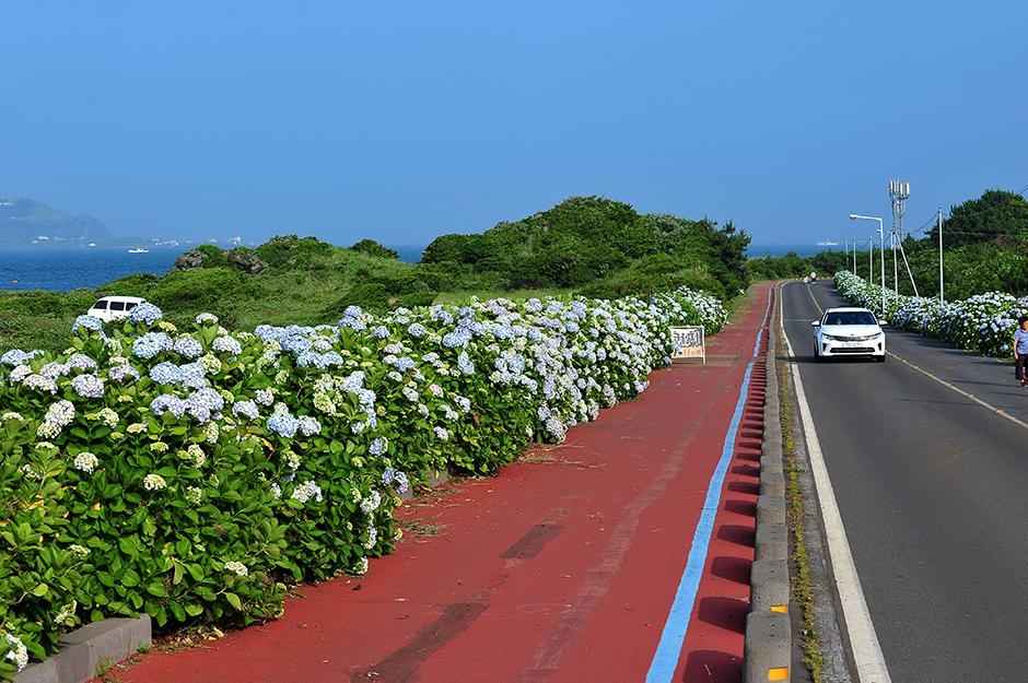 제주 종달리 수국길
