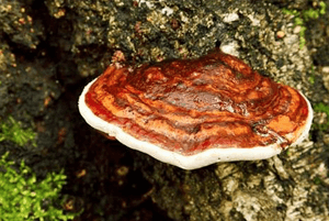 상황버섯 효능06