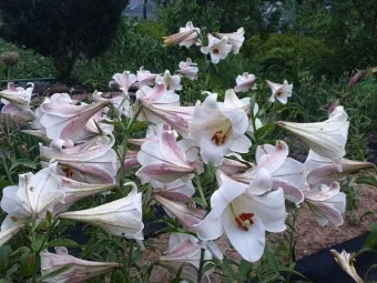 백합 재배 비늘줄기 분주 일조량 관리 절화 수확_8