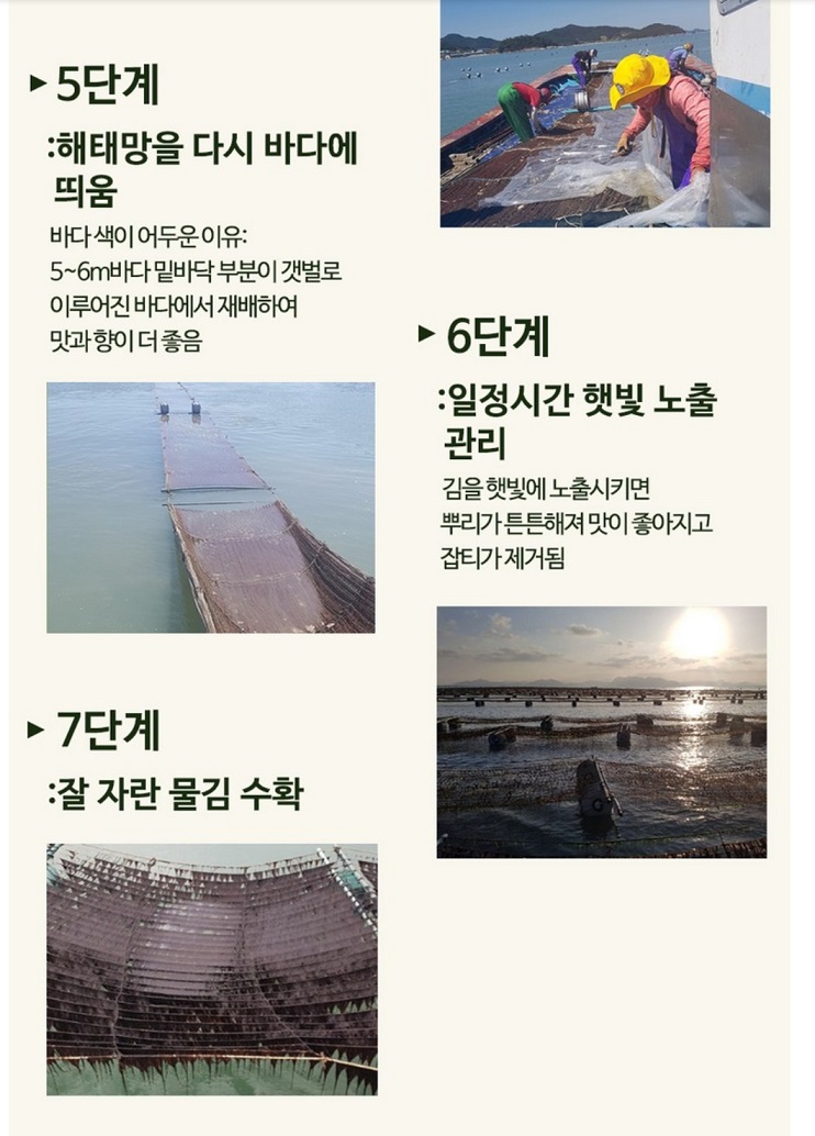 진도-물김-진도사랑호림이네