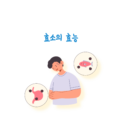 효소-효능-기능