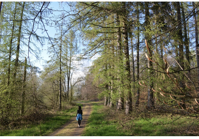 자연 속에서 하는 ‘산림욕 명상’의 효과