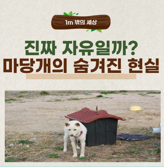 ‘마당에서 뛰어노니 행복하다’? 시골 개의 삶에 대한 오해와 진실