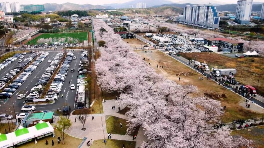 꽃가루 알레르기