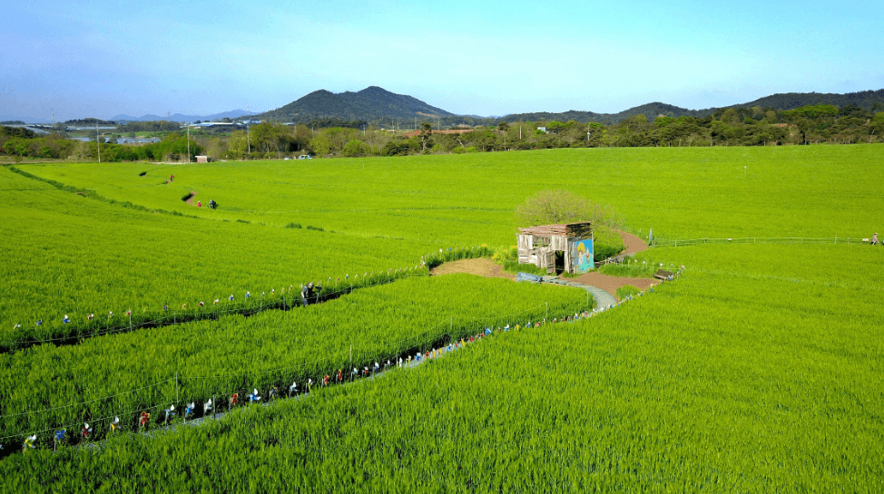고창 청보리밭 축제