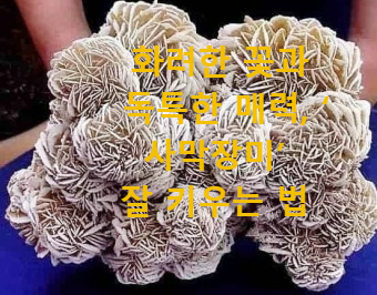 화려한 꽃과 독특한 매력, ‘사막장미’ 잘 키우는 법
