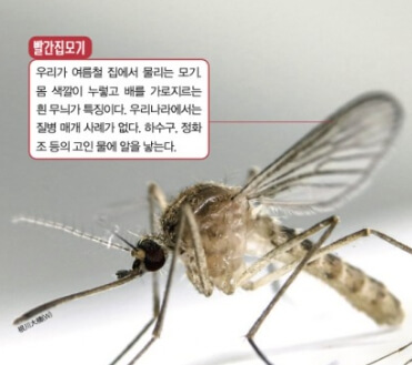 빨간집모기