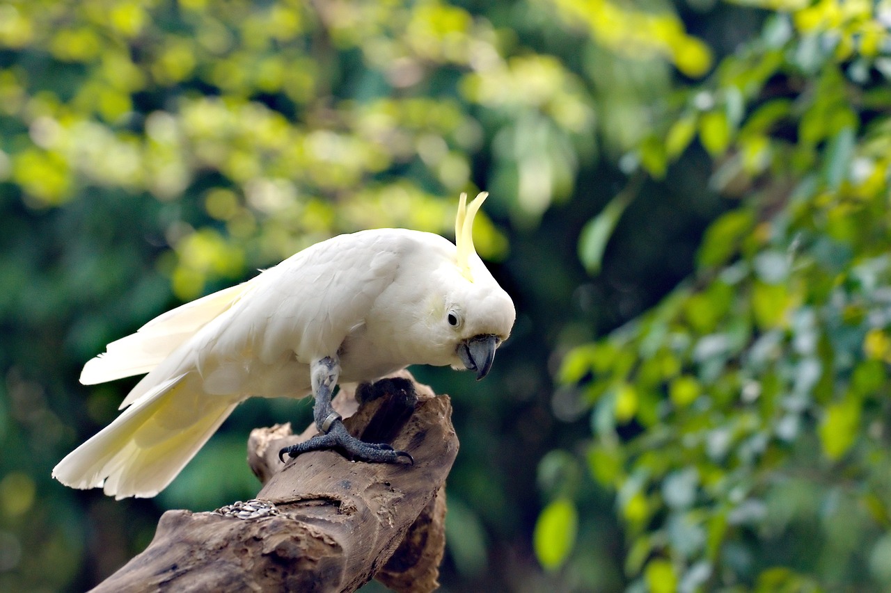 초보자를 위한 앵무새 키우기 관련 사진
