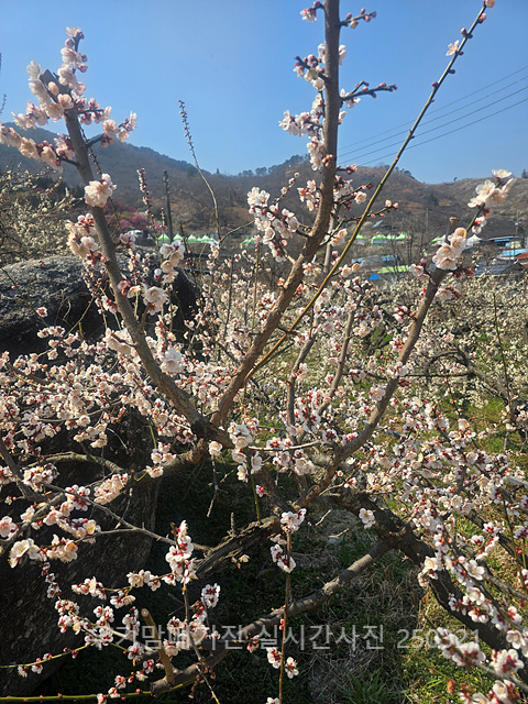 광양매화축제 실시간