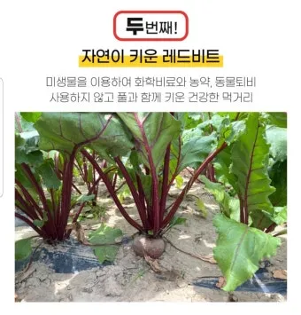 비트 재배 씨앗 불리기 발아 촉진 솎아 내기_8
