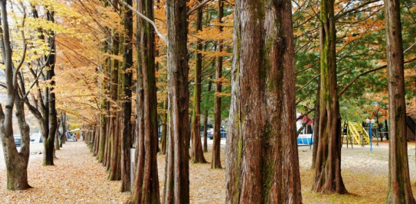 영월 메타세콰이어길의 가을