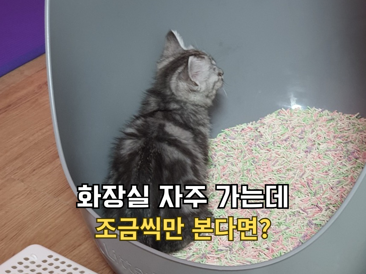 화장실 자주 가는데 조금씩만 본다면? 고양이 방광염 및 배뇨 이상 증상 썸네일