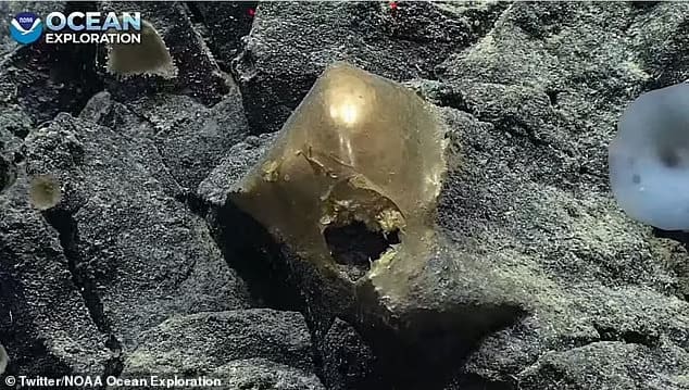 심해에서 발견된 괴물체 '황금 알'...미스터리 심해 생물 것? VIDEO: Scientists puzzled by gold orb found on the Alaskan seabed