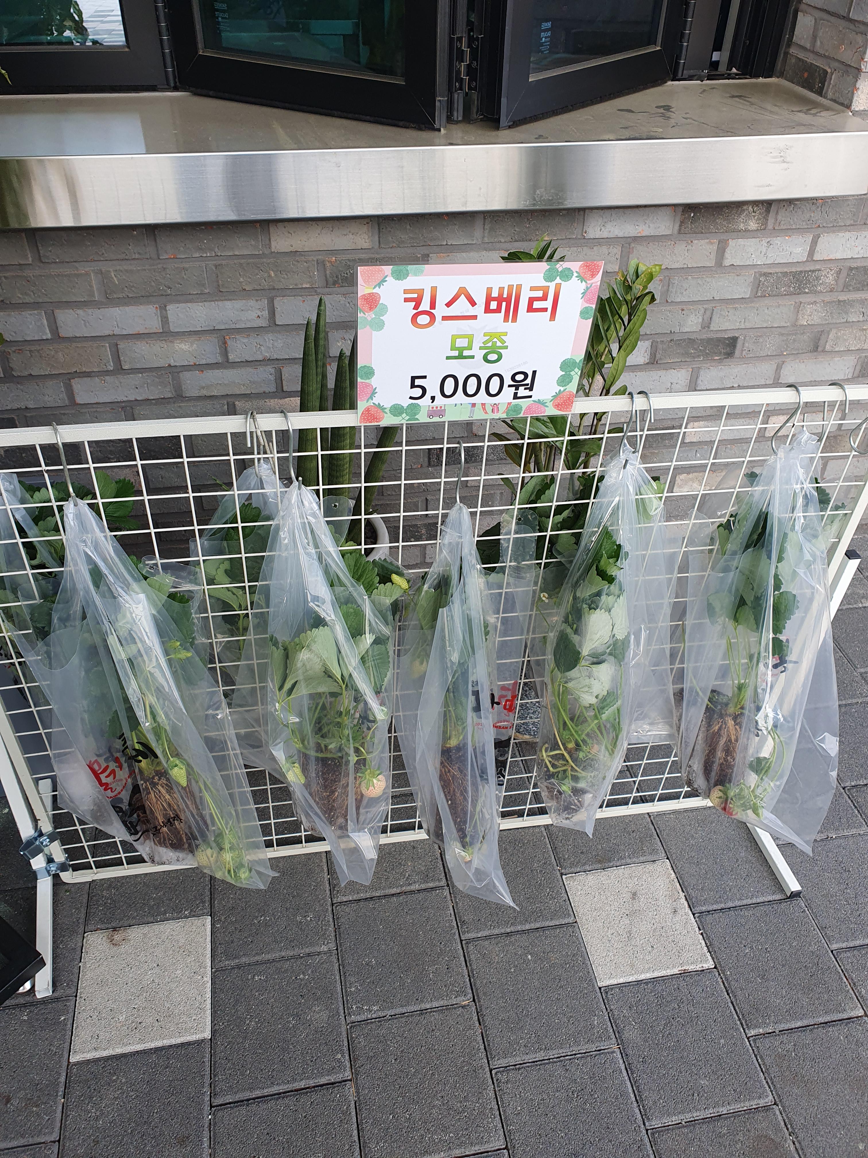 새콤달콤 논산 로컬푸드 직매장에서 판매하는 킹스베리 모종