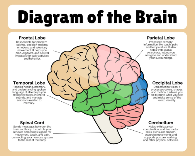 우리의 뇌 사진입니다
