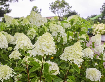 수국축제