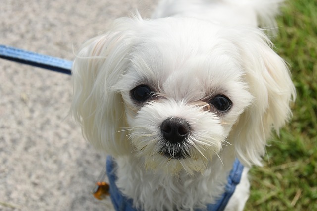 털빠짐이 적은 말티즈
