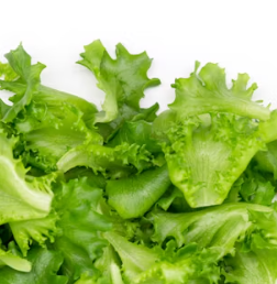 양상추 효능 부작용 고르는법 칼로리