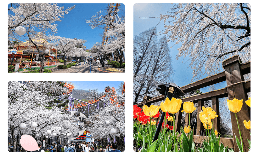 서울랜드 자유이용권 할인 꿀팁 총정리