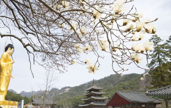 속리산 벚꽃