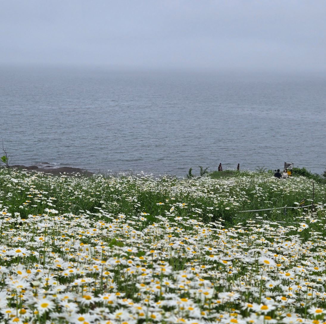 부안 변산 마실길 샤스타데이지