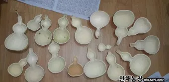 박 재배 직파 심기 순 따기 말림 보관_9