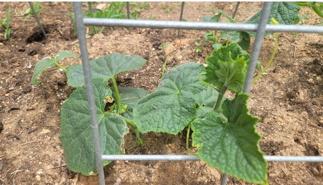 지주대에-기대어-자라고-있는-오이-모종-사진
