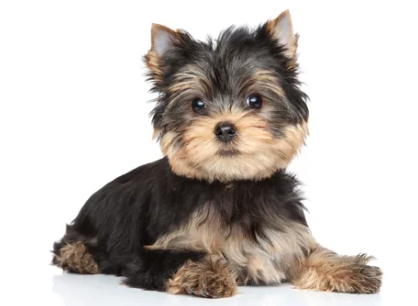 요크셔 테리어/출처:어도비스톡