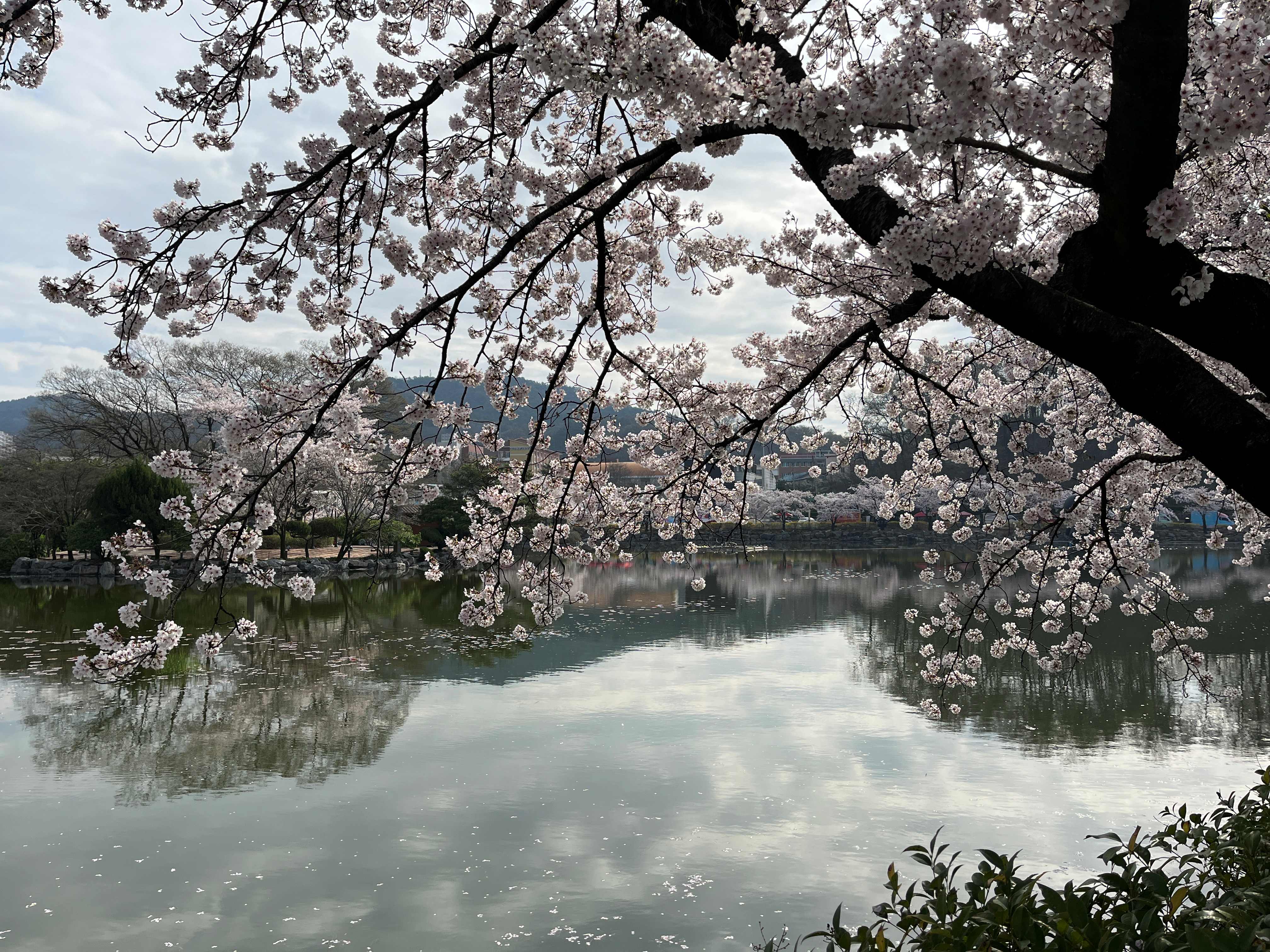김천 연화지 벚꽃