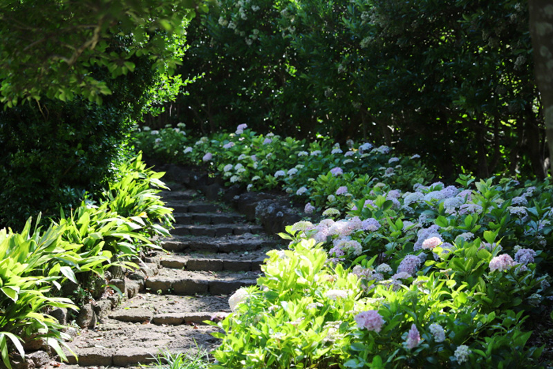 제주민속촌 수국축제