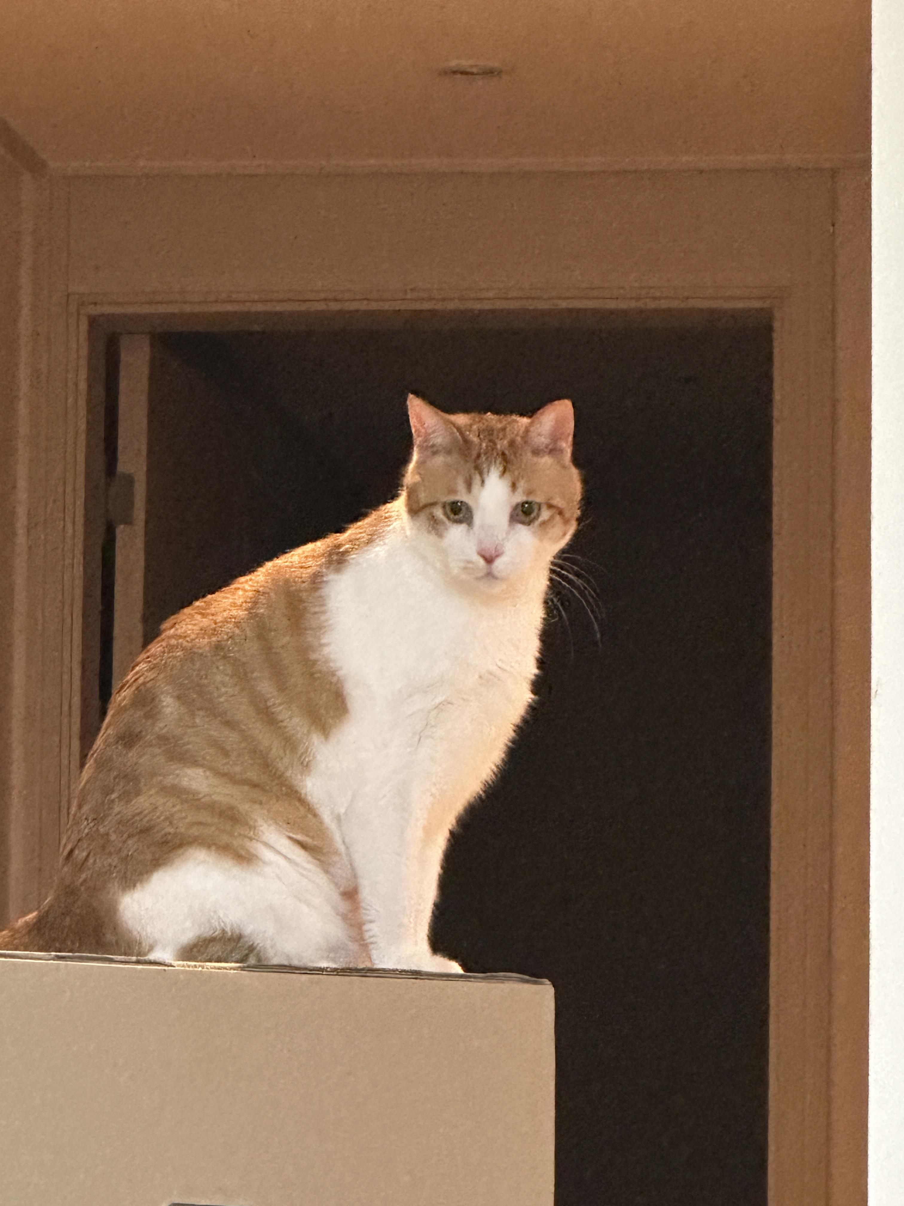 냥냥이들 화장실을 교체했다!(feat.화장실을 교체 해야 하는 이유)