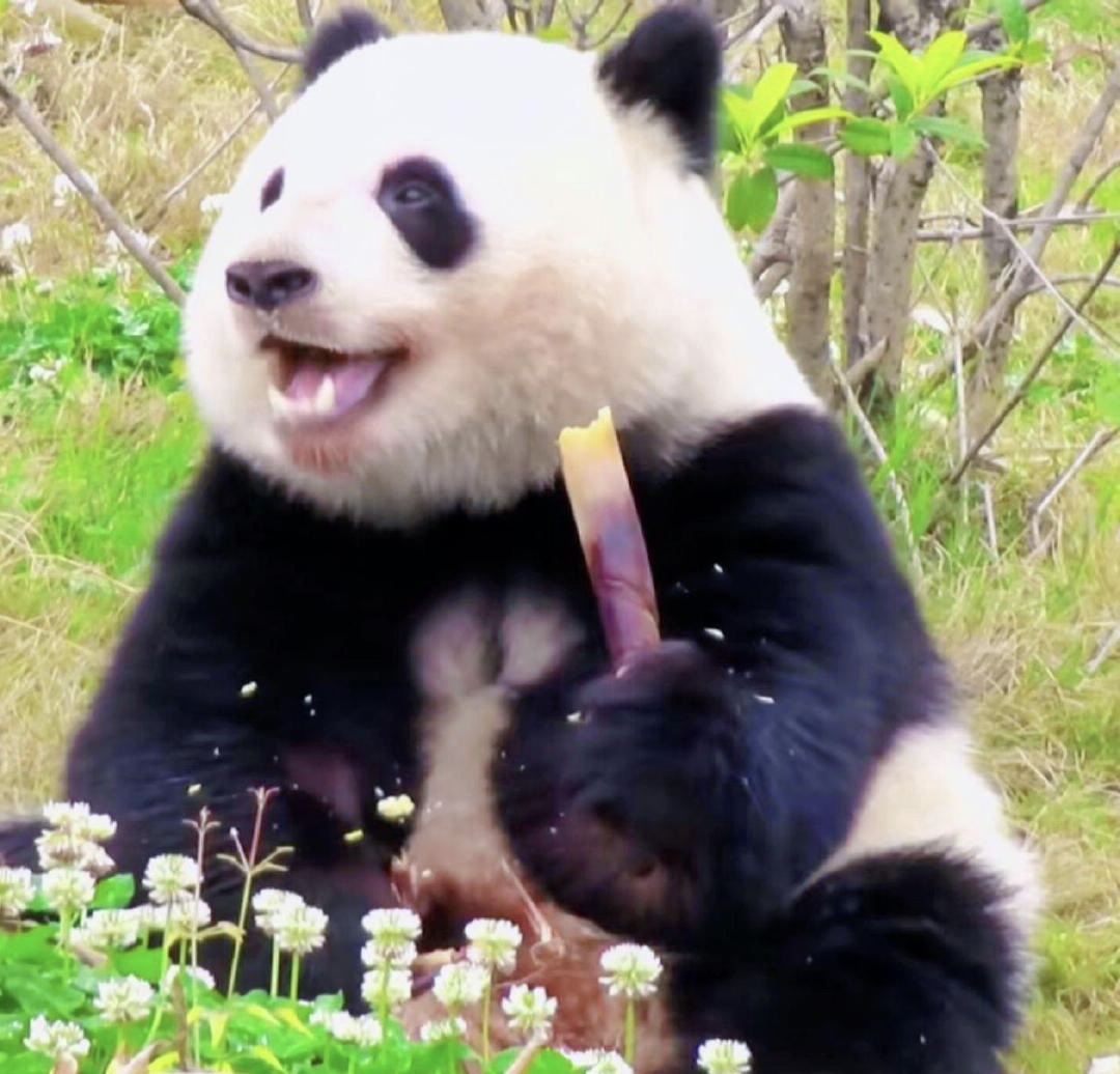 환하게 행복한 웃음을 짓는 판다