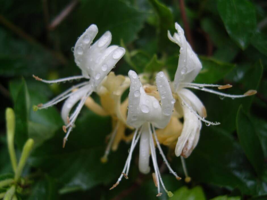 금은화(인동초) 9가지 효능 및 부작용과 복용법