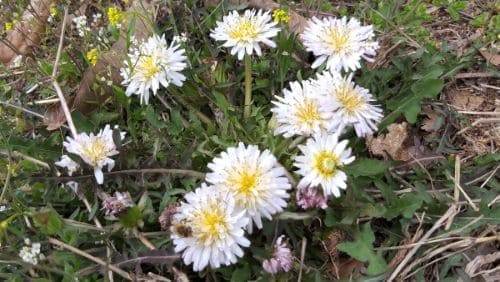 민들레-꽃-개화시기-꽃말