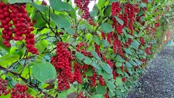 오미자 재배 차광 관리 덩굴 유인 병해 예방_30