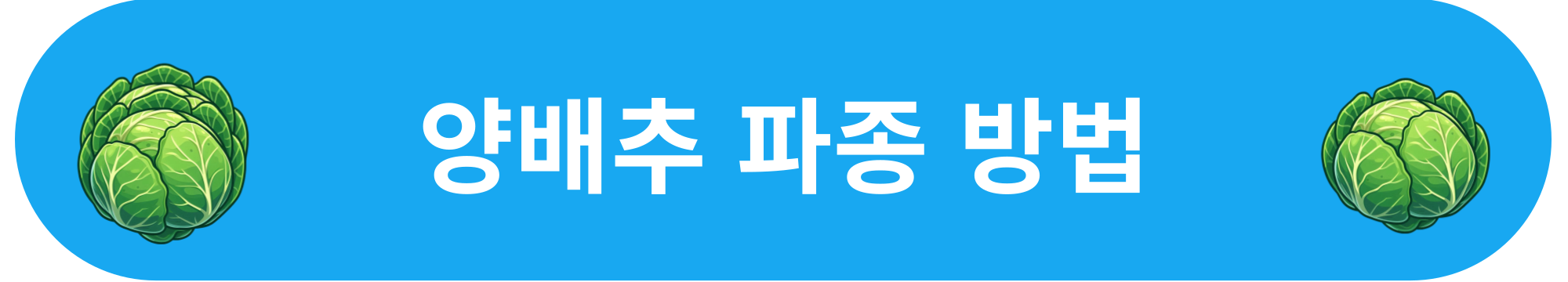 양배추 파종 방법