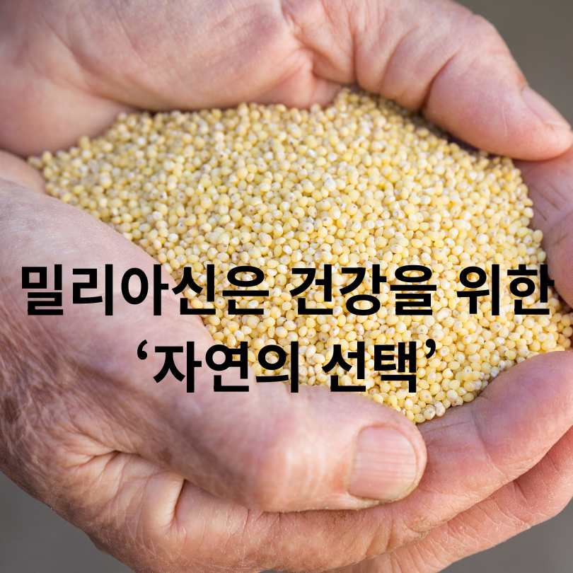 기장 속 밀리아신 효능 완벽 분석