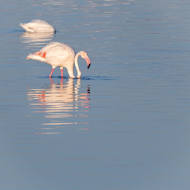 홍학-나오는-꿈-해몽