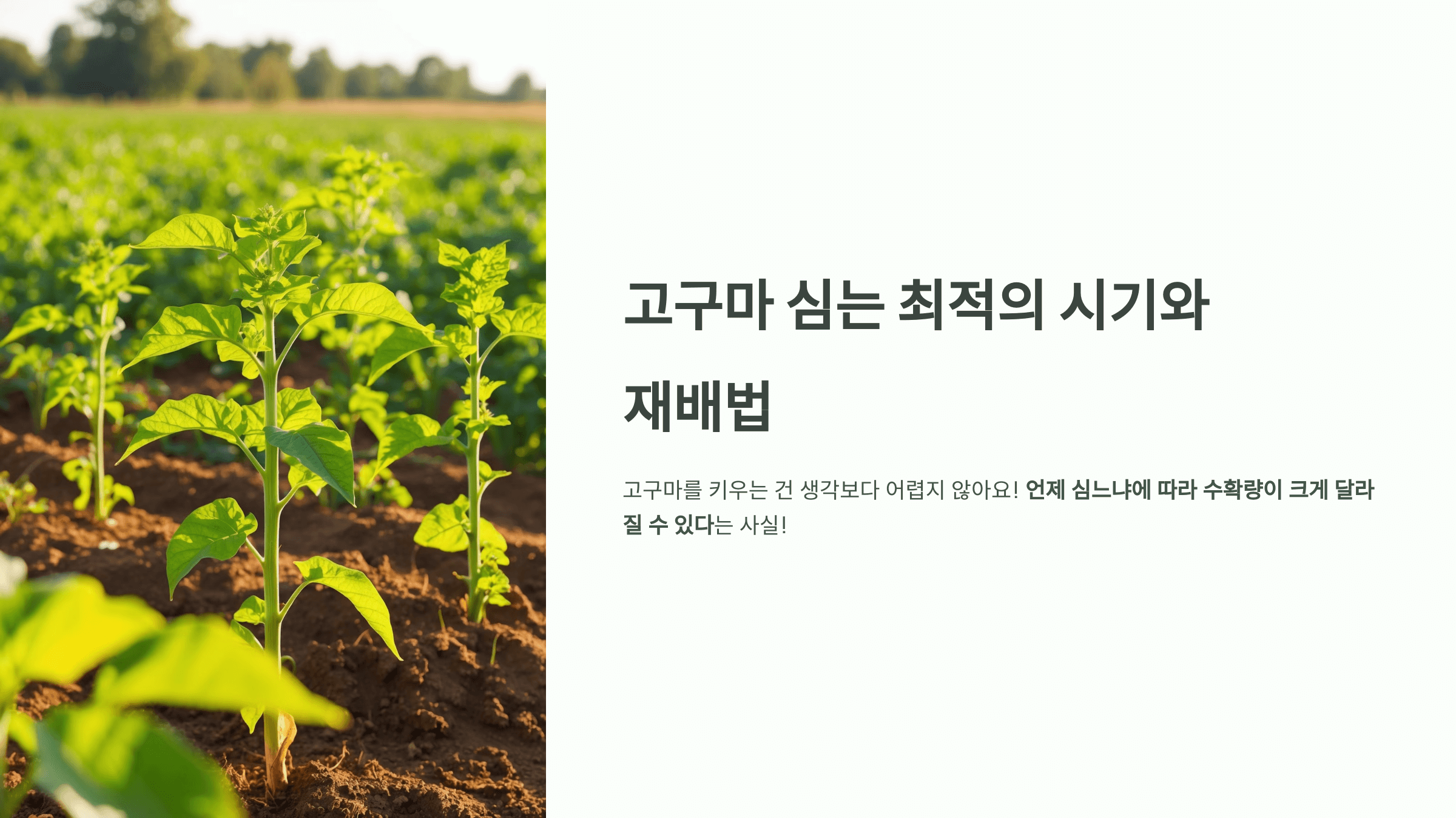고구마 사진입니다.