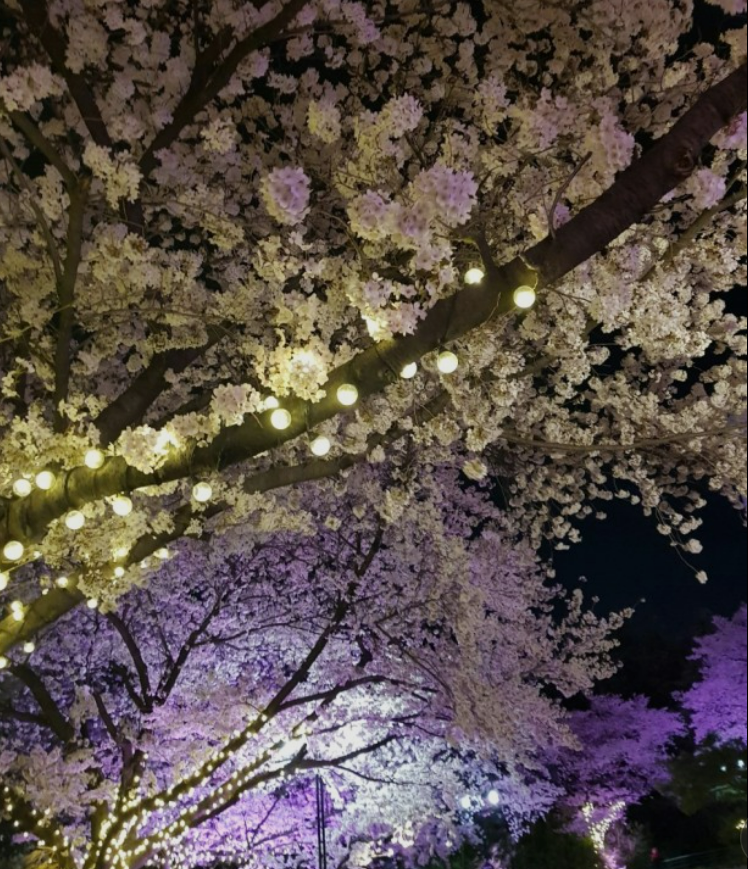 2023년 이월드 블라썸 피크닉 벚꽃 축제 정보 (2023년 벚꽃축제&amp;#44; 지역축제&amp;#44; 3월축제)&amp;#44; 83타워&amp;#44; 이월드 벚꽃축제 일정&amp;#44; 추자정보&amp;#44; 요금