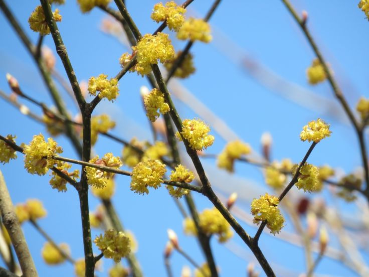 김유정 소설 『동백꽃』 속 꽃, 그 진짜 정체는 생강나무꽃 김유정 소설 『동백꽃』 속 꽃, 그 진짜 정체는 생강나무꽃