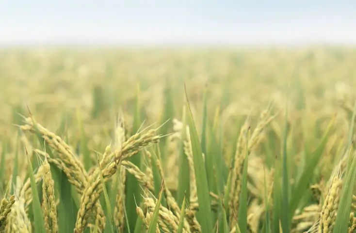 파란통 다이어트 주성분 올타코사놀