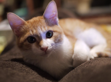 #담요에서 일어나 눈을 뜨고 있는 고양이#