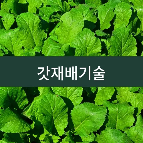갓 재배 직파 재배 빠른 수확 잎 따기_1