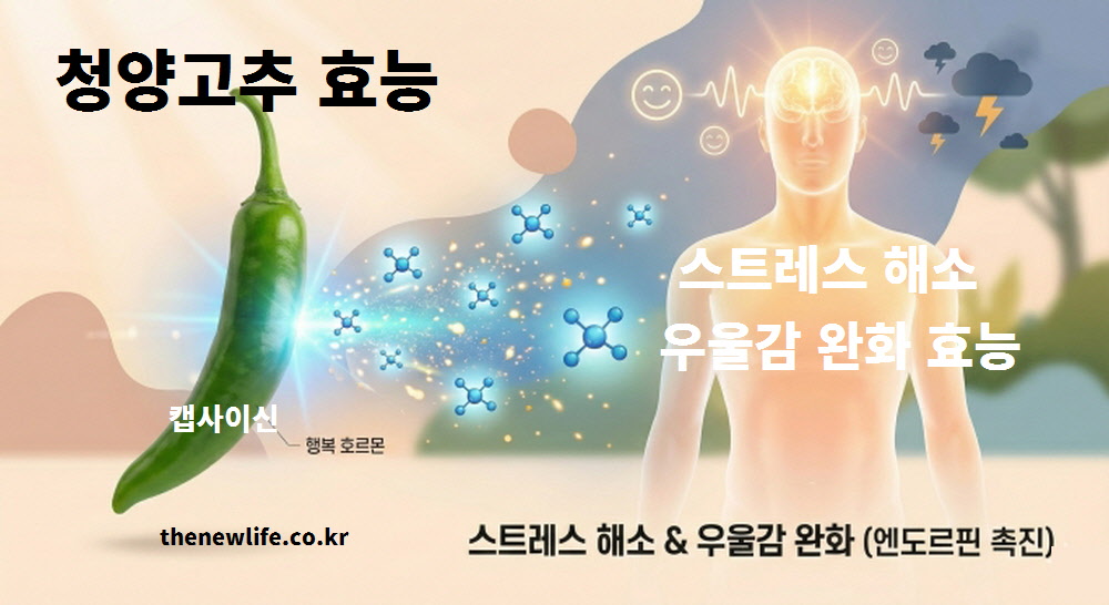 청양고추 효능이 뇌신경을 자극하여 기분을 좋게 만드는 엔도르핀 분비를 촉진하고 우울감을 완화하는 이미지