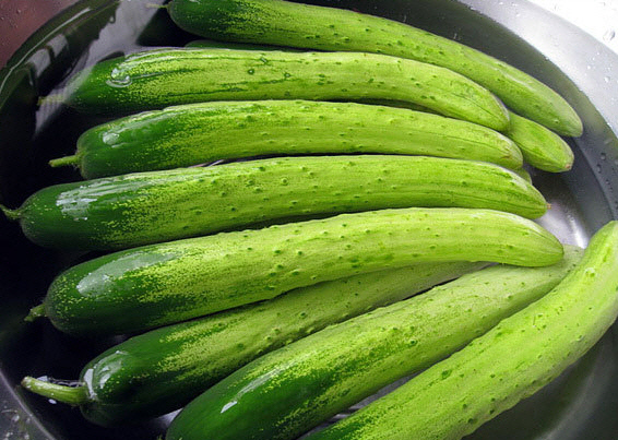 오이, cucumber