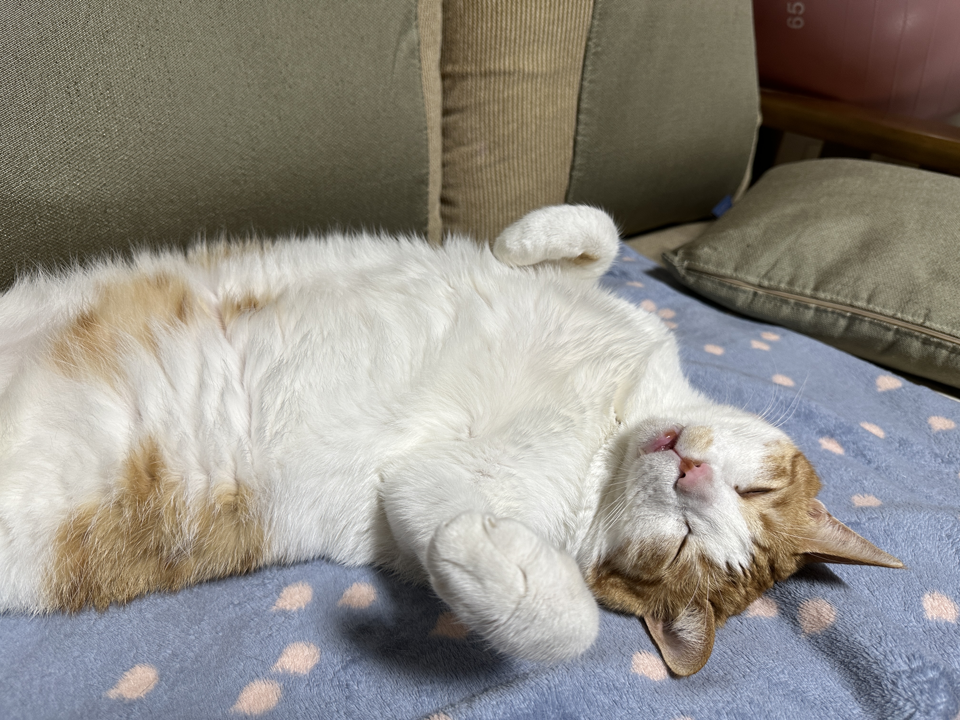 발라당_뒤집어져서_등을_찜질하며_자는_막둥이